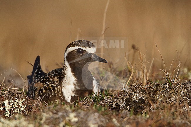 American Golden-Plover (Pluvialis dominica) on the tundra in Churchill, Manitoba, Canada. stock-image by Agami/Glenn Bartley,