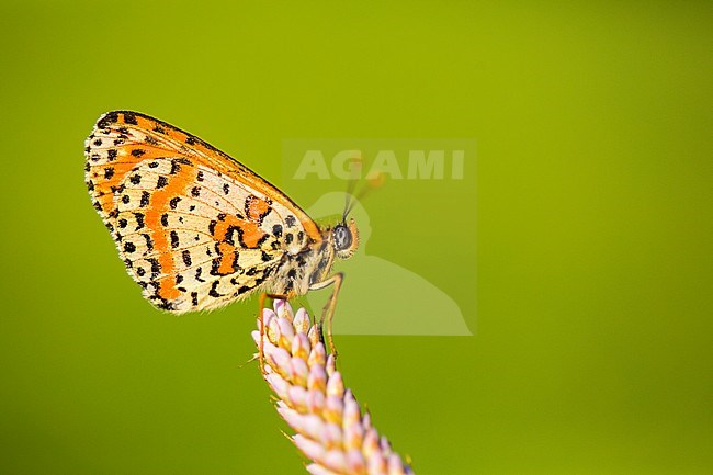 Tweekleurige parelmoervlinder, Spotted Fritillary stock-image by Agami/Wil Leurs,