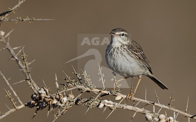 Berthelot's Pipit (Anthus berthelotii berthelotii) perched in a bush at La Oliva, Fuerteventura, Canary Islands stock-image by Agami/Helge Sorensen,