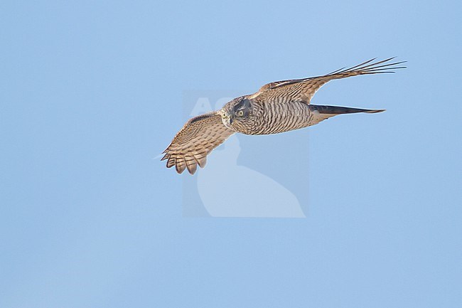 Eurasian Sparrowhawk - Sperber - Accipiter nisus ssp. nisus, Germany, 1st cy stock-image by Agami/Ralph Martin,