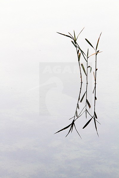 Riet reflecterend in water; Reed reflecting in water stock-image by Agami/Menno van Duijn,