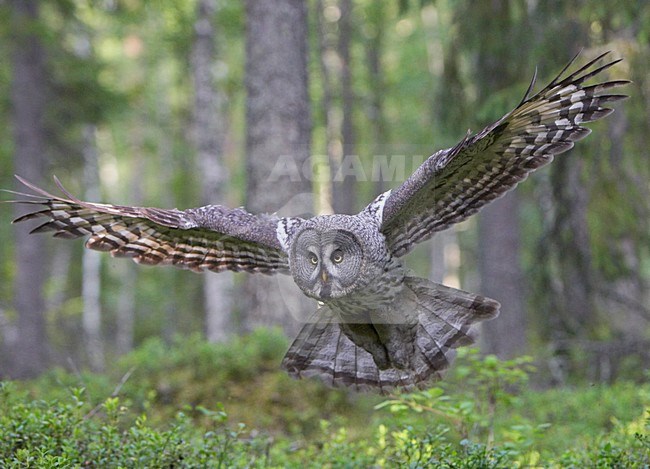 Laplanduil vliegend; Great Grey Owl flying stock-image by Agami/Jari Peltomäki,