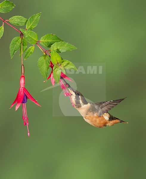 Vliegende Kortstaartboself, Flying Short-tailed Woodstar stock-image by Agami/David Hemmings,