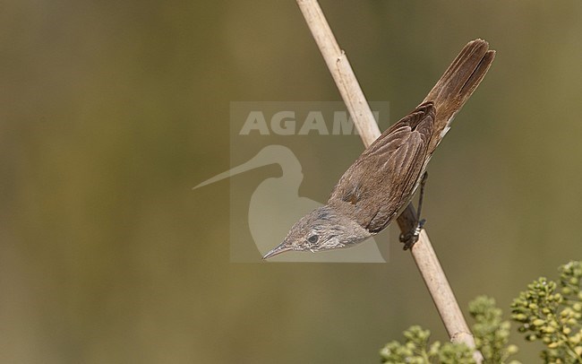 African Reed Warbler, Acrocephalus baeticatus ambiguus, Laguna de Taray, Castilla-La Mancha, Spain stock-image by Agami/Helge Sorensen,