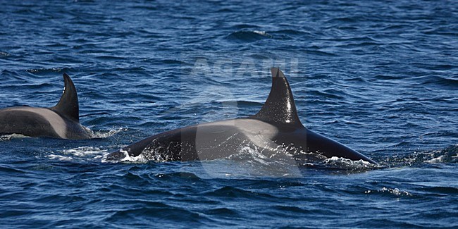 Orka, Killer whale, Orcinus orca stock-image by Agami/Hugh Harrop,