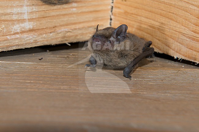 Kleine Dwergvleermuis, Soprano's pipistrelle. Pipistrellus pygmaeus stock-image by Agami/Theo Douma,