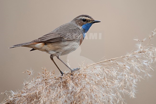 Blauwborst op rietpluim;  Bluethroat  in the reed stock-image by Agami/Han Bouwmeester,