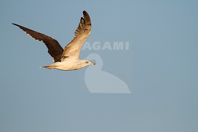 Kleine Mantelmeeuw, Lesser Black-backed Gull, Larus fuscus, Germany, 2 cy stock-image by Agami/Ralph Martin,