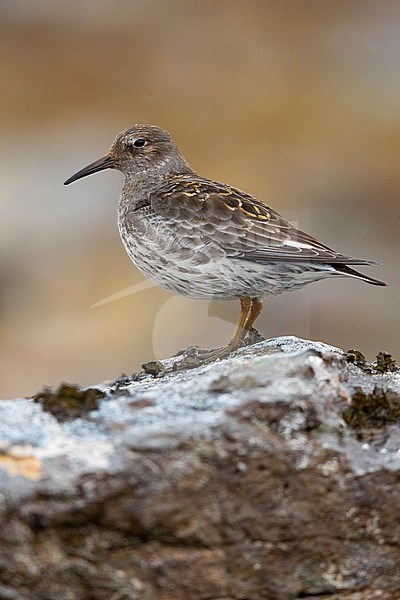 Purple Sandpiper (Calidris maritima), side view of an adult standing on a rock, Northeastern Region, Iceland stock-image by Agami/Saverio Gatto,