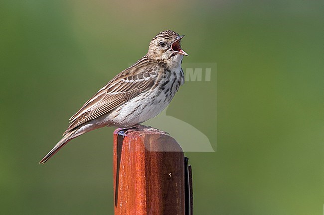 Boompieper; Tree Pipit; Anthus trivialis stock-image by Agami/Daniele Occhiato,