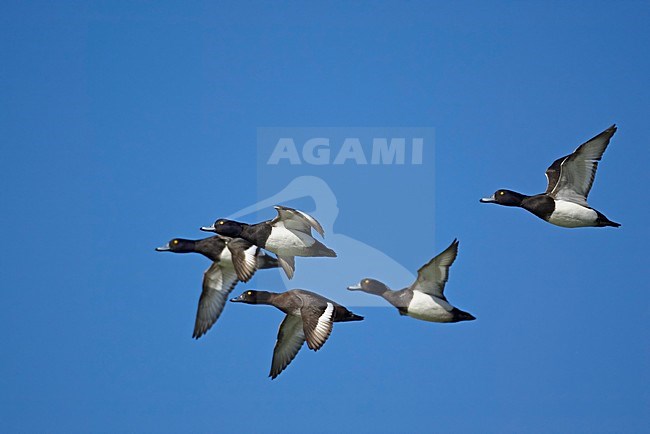 Tufted Duck group flying; Kuifeend groep vliegend stock-image by Agami/Markus Varesvuo,