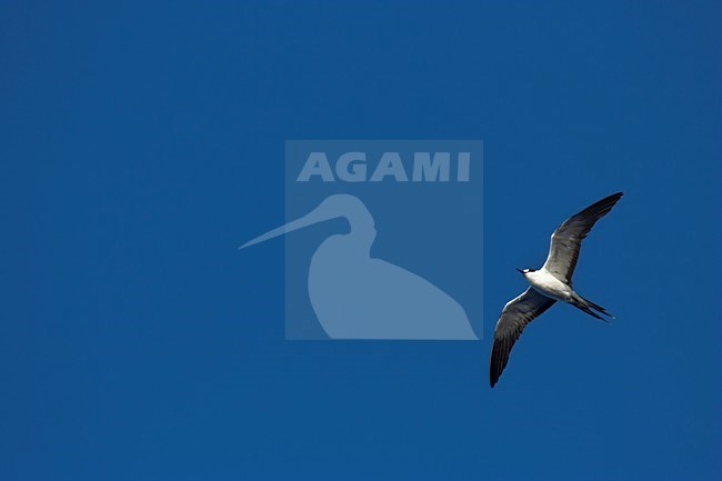 Bonte Stern, Sooty Tern, Onychoprion fuscatus stock-image by Agami/Marc Guyt,