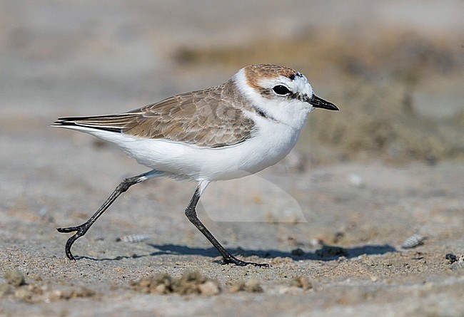 Kentish Plover (Charadrius alexandrinus), adult male in winter plumage running on a beach in Oman stock-image by Agami/Saverio Gatto,