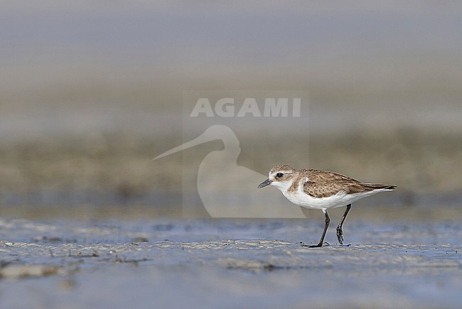 Lesser Sand Plover - Mongolenregenpfeifer - Charadrius mongolus, Oman, nonbreeding stock-image by Agami/Ralph Martin,