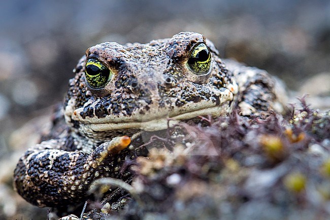 Gewone Pad, Common Toad, Bufo bufo stock-image by Agami/Menno van Duijn,