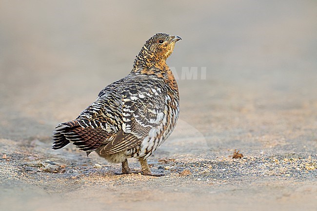 Female Capercaillie, Tetrao urogallus, in Finland. stock-image by Agami/Daniele Occhiato,