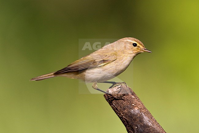 Tjiftjaf zittend op takje; Common Chiffchaff perched on twig stock-image by Agami/Marc Guyt,