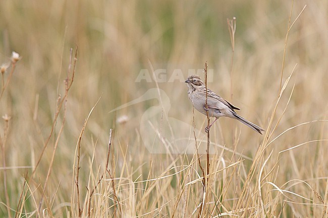 An adult female Pallas's Bunting (Emberiza pallasi ssp. pallasi) perching on dry stem in grassland stock-image by Agami/Mathias Putze,