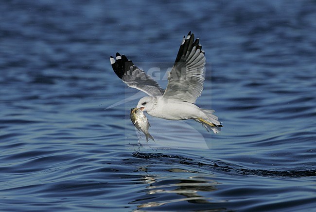 Common Gull in flight with fish Poland, Stormmeeuw in vlucht met vis Polen stock-image by Agami/Menno van Duijn,