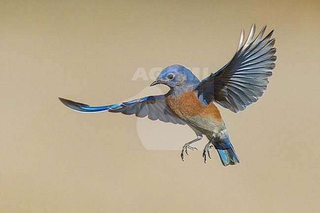 Adult male
Santa Barbara Co., CA
November 2022 stock-image by Agami/Brian E Small,