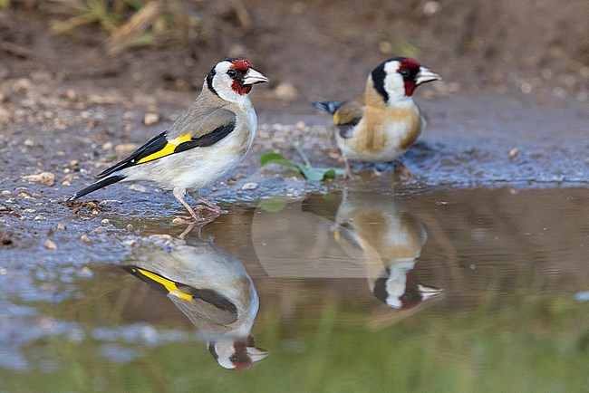 European Goldfinch (Carduelis carduelis), two adults standing in a puddle, Abruzzo, Italy stock-image by Agami/Saverio Gatto,