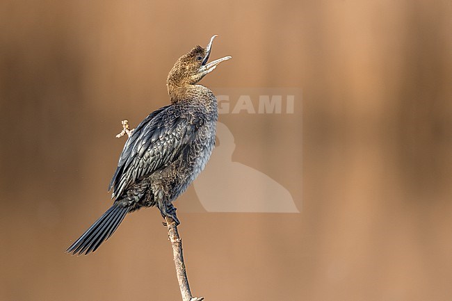 Pygmy Cormorant, Microcarbo pygmeus, in Italy. stock-image by Agami/Daniele Occhiato,