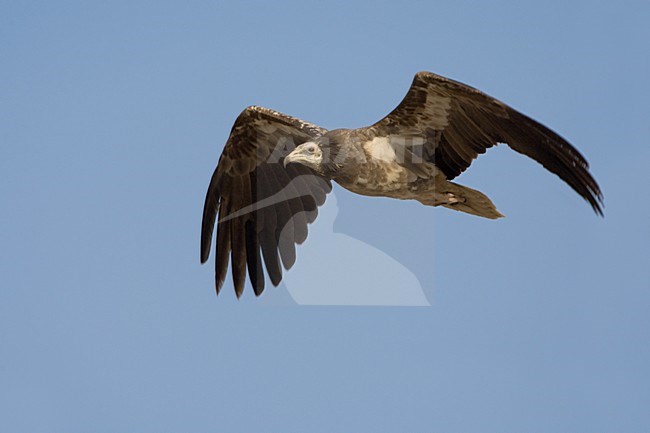 Onvolwassen Aasgier in vlucht; Immature Egyptian Vulture in flight stock-image by Agami/Daniele Occhiato,