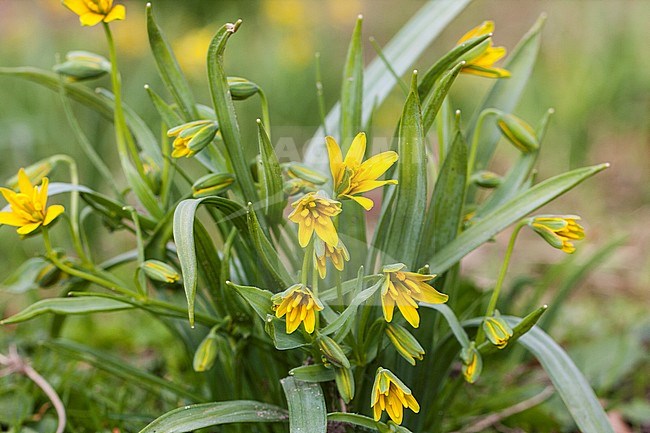 Yellow Star-of-Bethlehem flowers stock-image by Agami/Wil Leurs,