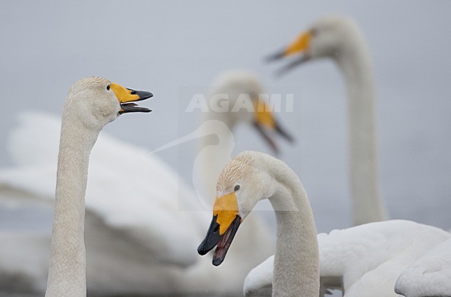 Roepende Wilde Zwanen; Calling Whooper Swans stock-image by Agami/Markus Varesvuo,