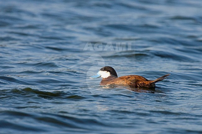 Rosse Stekelstaart volwassen man zwemmend; Ruddy Duck adult male swimming stock-image by Agami/Martijn Verdoes,