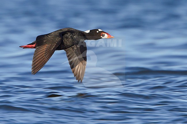 Surf Scoter (Melanitta perspicillata) flying in Churchill, Manitoba, Canada. stock-image by Agami/Glenn Bartley,