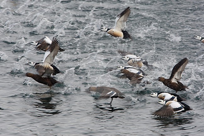 Groep Stellers Eiders in de vlucht; Group of Steller\'s Eider in flight stock-image by Agami/Arie Ouwerkerk,