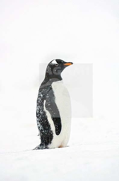 Gentoo Penguin (Pygoscelis papua) on Brown Bluff beach in Antarctica. stock-image by Agami/Marc Guyt,