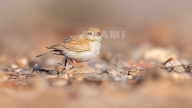 Adult Dunn's Lark (Eremalauda dunni) walking in the desert along the Aousserd roard in Western Sahara. stock-image by Agami/Vincent Legrand,