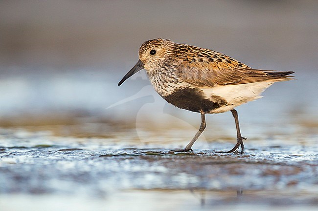 Adult Dunlin (Calidris alpina) in breeding plumage walking on mud flat in Wadden Sea of Germany. stock-image by Agami/Ralph Martin,