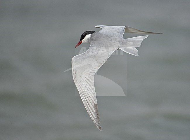 Volwassen Witwangstern in vlucht, Adult Whiskered Tern in flight stock-image by Agami/Markus Varesvuo,