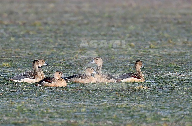 Lesser Whistling Duck, Dendrocygna javanica, in Myanmar. Flock resting togetehr on the water. stock-image by Agami/Laurens Steijn,