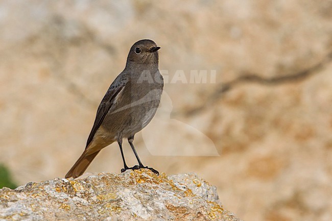 Codirosso spazzacamino; Black redstart; Phoenicurus ochruros stock-image by Agami/Daniele Occhiato,