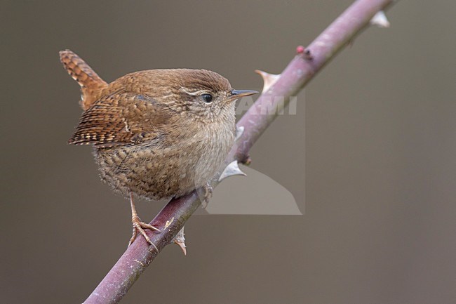 Winterkoning zittend op tak, Winter Wren perched on branch stock-image by Agami/Daniele Occhiato,