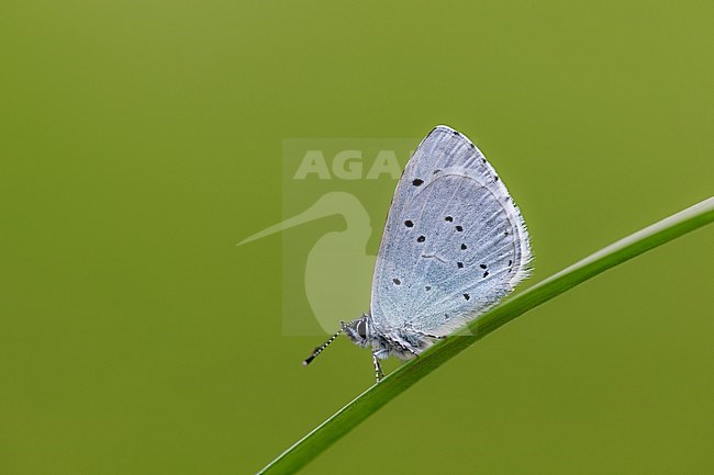 Male Holly Blue stock-image by Agami/Wil Leurs,