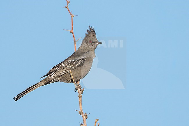 Adult female
San Diego Co., CA
January 2022 stock-image by Agami/Brian E Small,