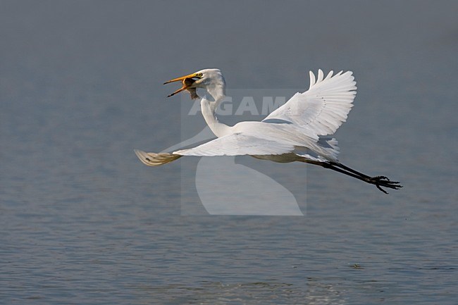 Grote Zilverreiger in de vlucht; Great Egret in flight stock-image by Agami/Daniele Occhiato,
