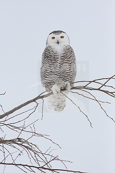 Sneeuwuil zittend op tak in sneeuw; Snowy Owl perched on branch in snow stock-image by Agami/Chris van Rijswijk,