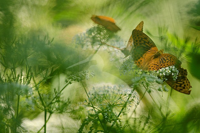 Keizermantels,Silver-washed Fritillaries stock-image by Agami/Rob de Jong,