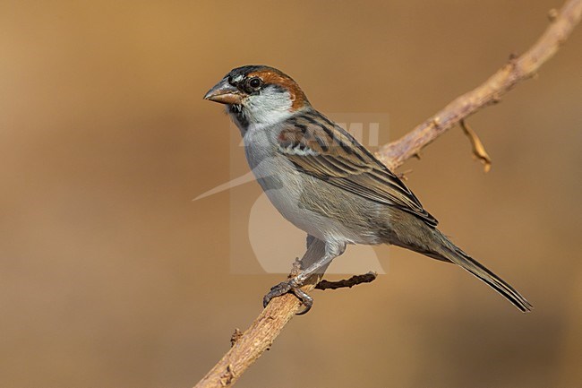 Mannetje Kaapverdische Mus; Iago Sparrow male stock-image by Agami/Daniele Occhiato,