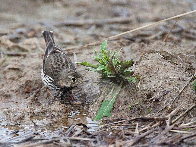 Pacifische Waterpieper overwintert in Japan; Siberian Buff-bellied Pipit (Anthus rubescens japonicus) wintering in Japan stock-image by Agami/Marc Guyt,