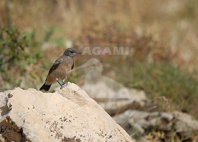 Juvenile Kurdish Wheatear, Oenanthe xanthoprymna, in Turkey. stock-image by Agami/Dani Lopez-Velasco,