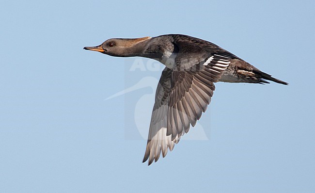 Vrouwtje Kokardezaagbek in vlucht; Female Hooded Merganser in flight stock-image by Agami/Mike Danzenbaker,