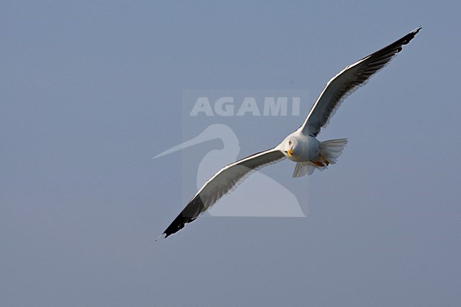 Kleine Mantelmeeuw vliegend Nederland, Lesser Black-backed Gull in flight Netherlands stock-image by Agami/Wil Leurs,