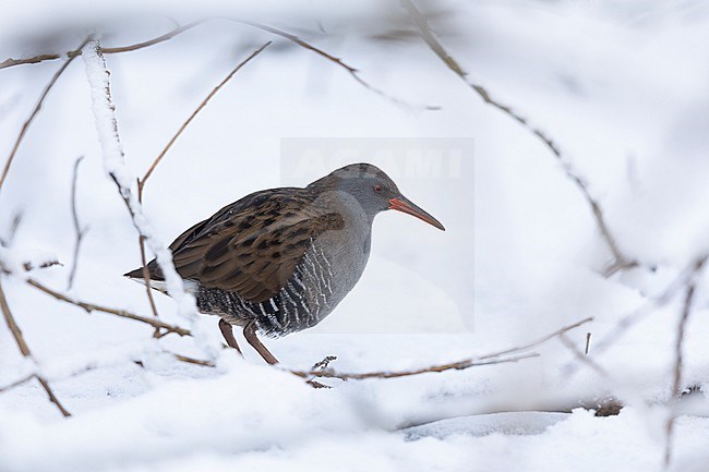 Water Rail (Rallus aquaticus) walking in snow at Gentofte, Denmark stock-image by Agami/Helge Sorensen,